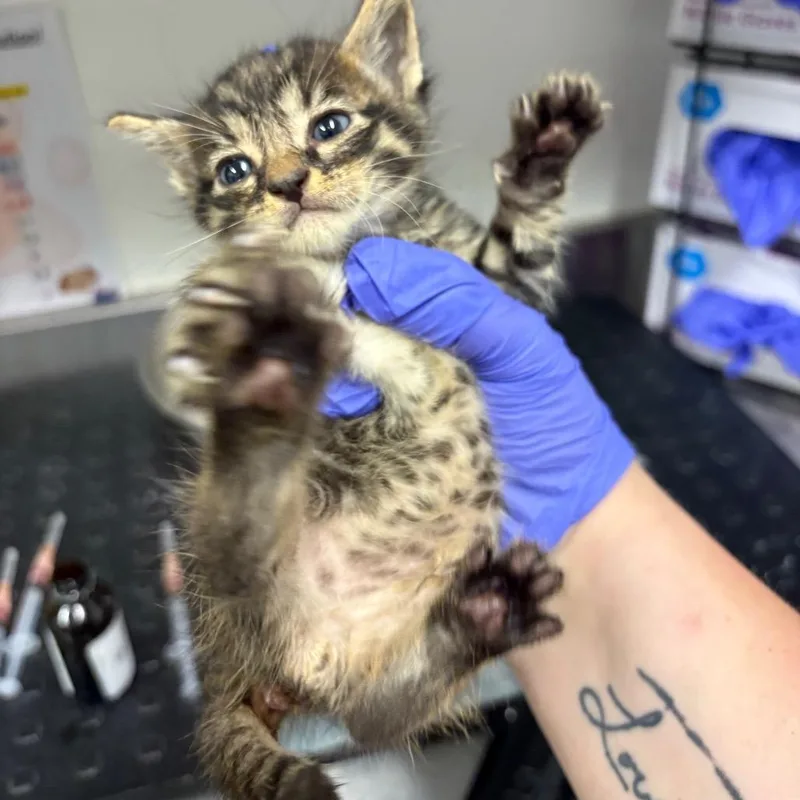 A baby small-sized male Brown / Chocolate Domestic Short Hair cat named Jinu for adoption in League City, TX
