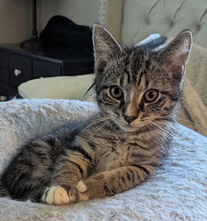 A baby medium-sized male Tabby (Gray / Blue / Silver) Domestic Short Hair cat named Tootsie for adoption in Export, PA