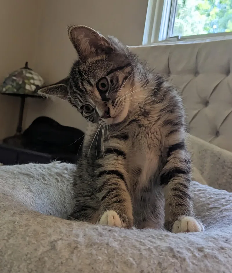 Tootsie thumbnail 2