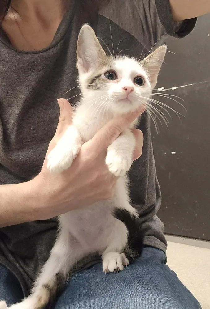A baby small-sized male Orange & White Domestic Short Hair cat named Bean for adoption in Dickson, TN