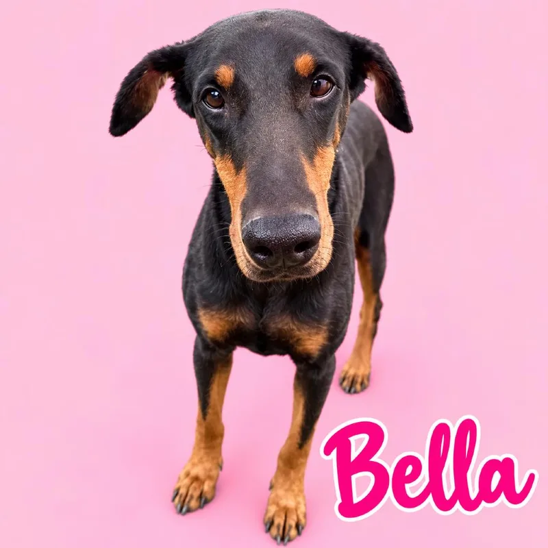 An adult medium-sized female Black Doberman Pinscher dog named Bella for adoption in Scottsdale, AZ
