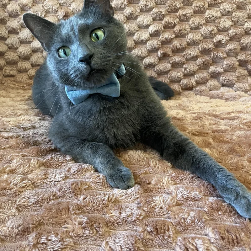 A baby medium-sized male Domestic Short Hair cat named Mondo for adoption in Bayside, NY