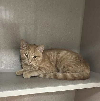 A baby small-sized female Domestic Short Hair cat named Diane for adoption in East Brookfield, MA