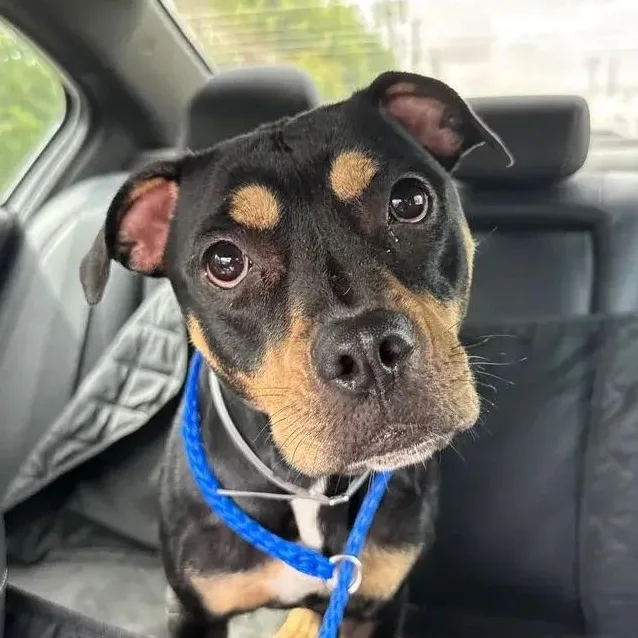 An adult medium-sized female Bicolor Pit Bull Terrier dog named Petals for adoption in Polk, OH