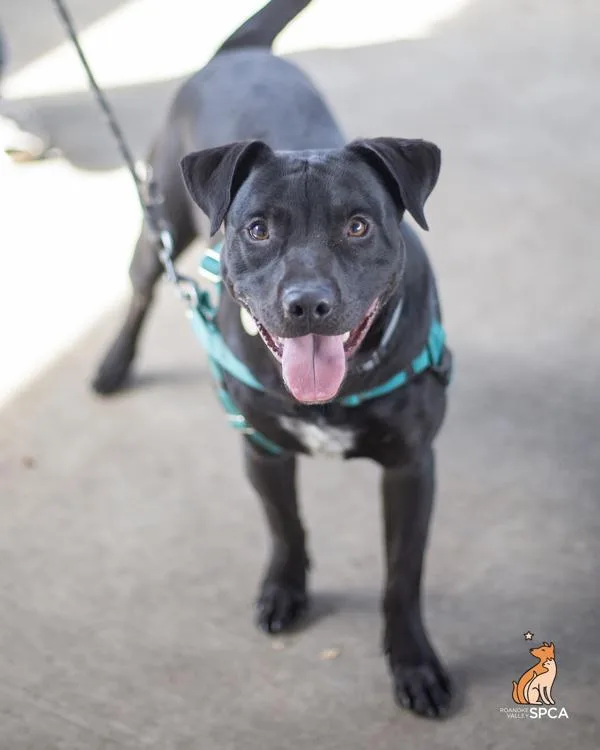 A young large-sized male Pit Bull Terrier dog named Zipper for adoption in Roanoke, VA