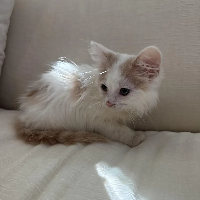 A baby medium-sized female Domestic Long Hair cat named Cheeto Dust for adoption in Columbia, SC