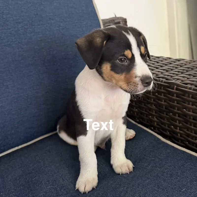 A baby medium-sized male Tricolor (Brown, Black, & White) Australian Shepherd dog named Ham for adoption in Texarkana, TX
