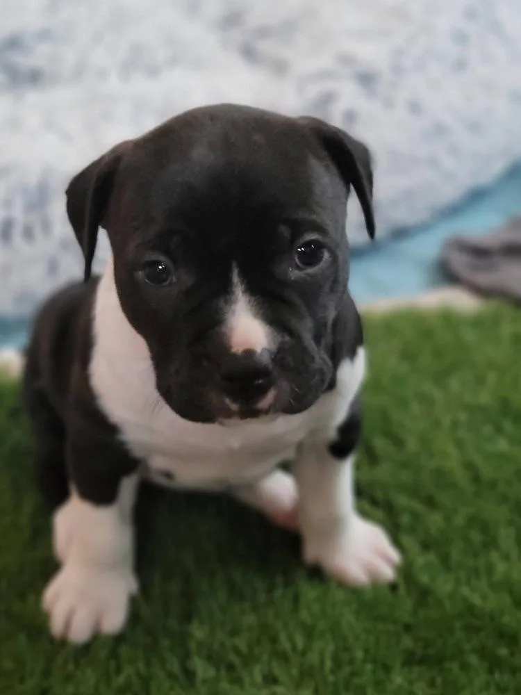 A baby medium-sized female Black Pit Bull Terrier dog named Cataniafka Santo Spirito for adoption in Wenonah, NJ