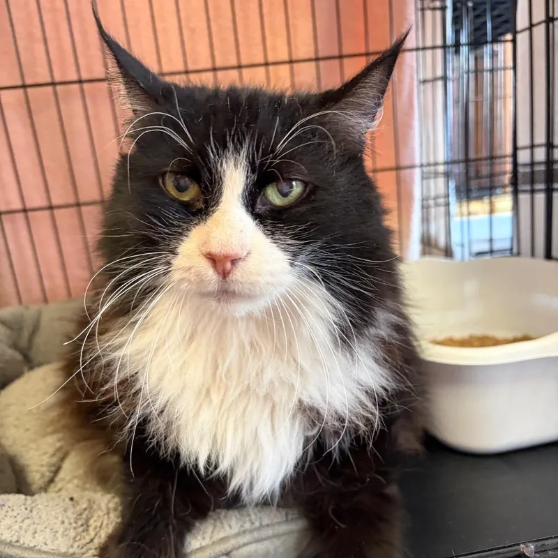 A senior small-sized female Black Domestic Long Hair cat named Celeste for adoption in Webster, TX
