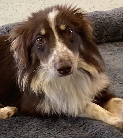 An adult medium-sized female Australian Shepherd dog named Anya for adoption in Honeoye Falls, NY