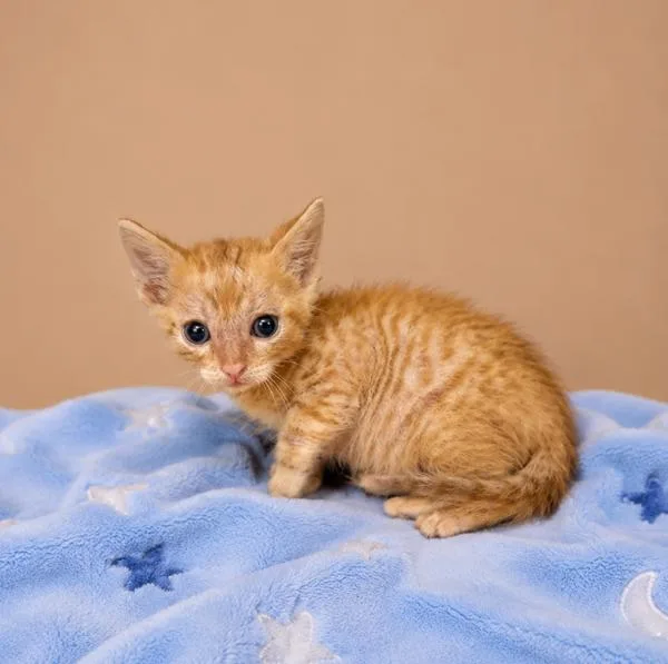 A baby small-sized male Domestic Short Hair cat named Lil Rockie for adoption in Lafayette, LA
