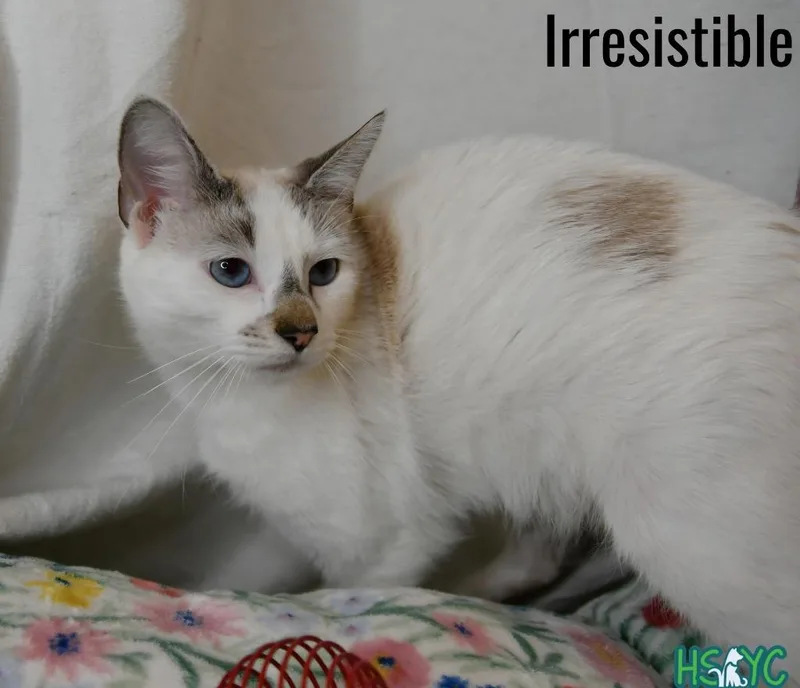 A baby medium-sized female Domestic Short Hair cat named Irresistible for adoption in Fort Mill, SC
