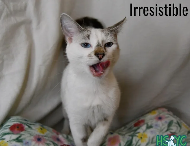 Irresistible thumbnail 2