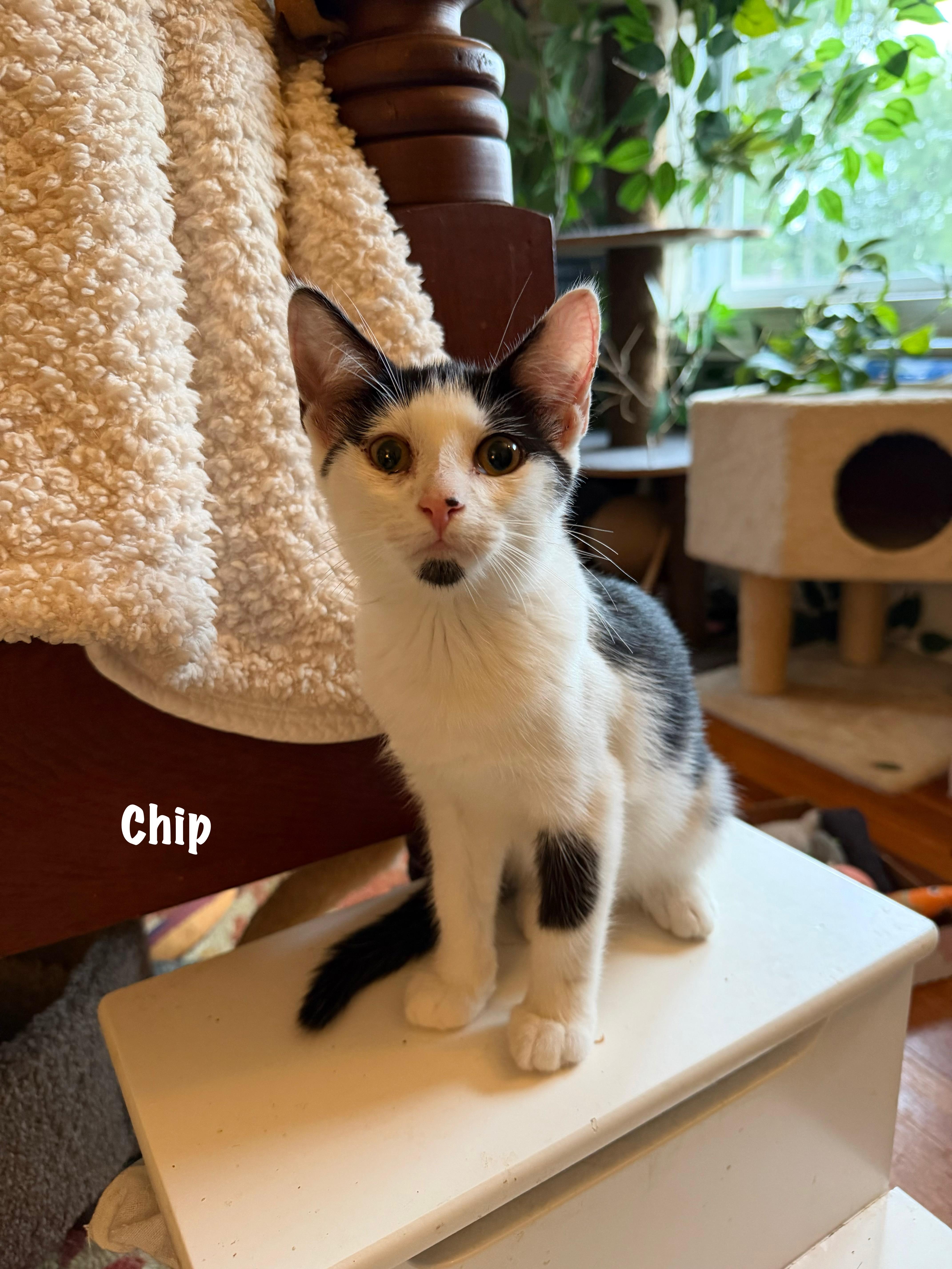 Chip
