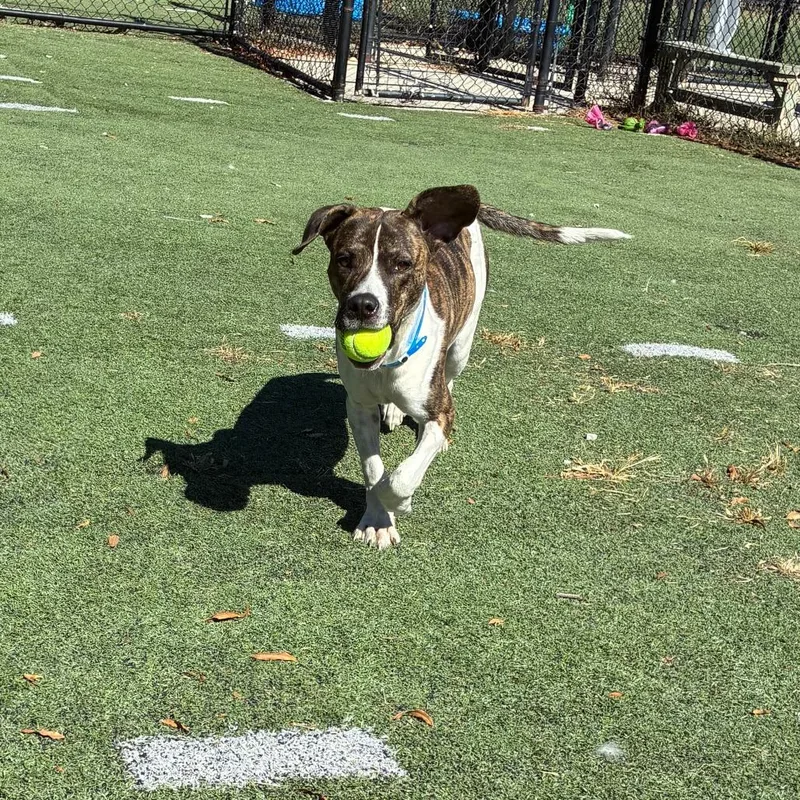 A baby medium-sized male Brindle Mixed Breed dog named Sawyer for adoption in Memphis, TN