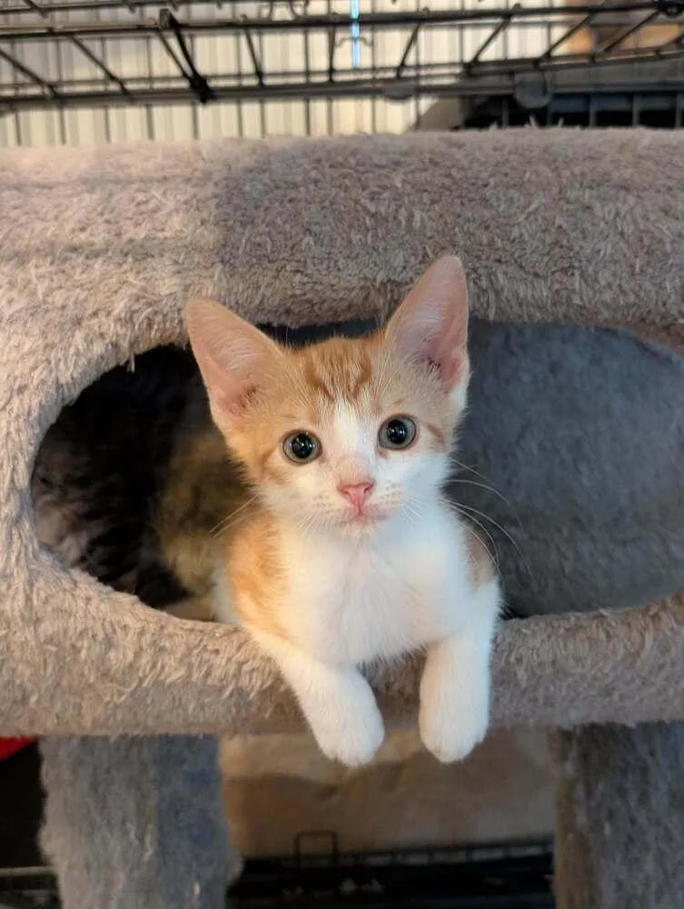 A baby medium-sized male Orange & White Domestic Short Hair cat named Henry for adoption in Emerald Isle, NC