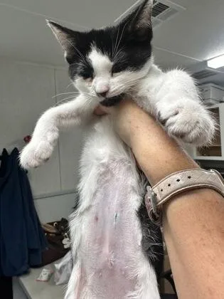 A baby small-sized female Domestic Short Hair cat named Bessie $ for adoption in Seneca, SC