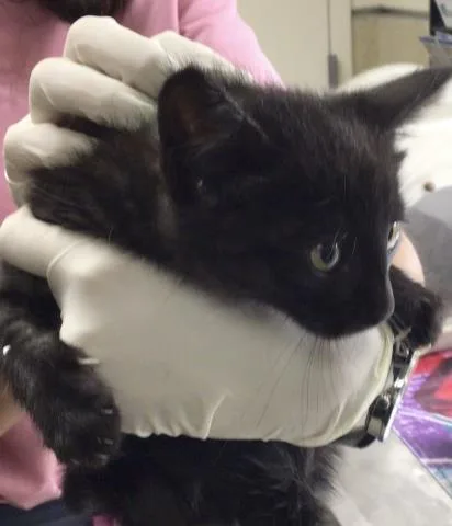 A baby small-sized female Domestic Short Hair cat named Greta for adoption in Riverside, CA