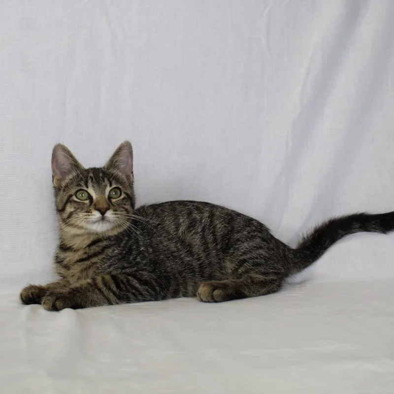 A young small-sized male Brown / Chocolate Domestic Short Hair cat named Milo for adoption in Webster, TX