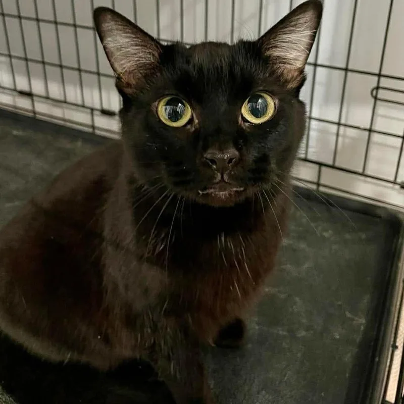A senior large-sized female Black Domestic Short Hair cat named Trix for adoption in Fairmont, WV