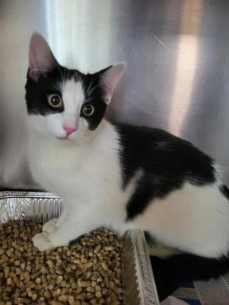 A young small-sized male Domestic Short Hair cat named Pen  Sir Reginald for adoption in Lawrenceville, GA