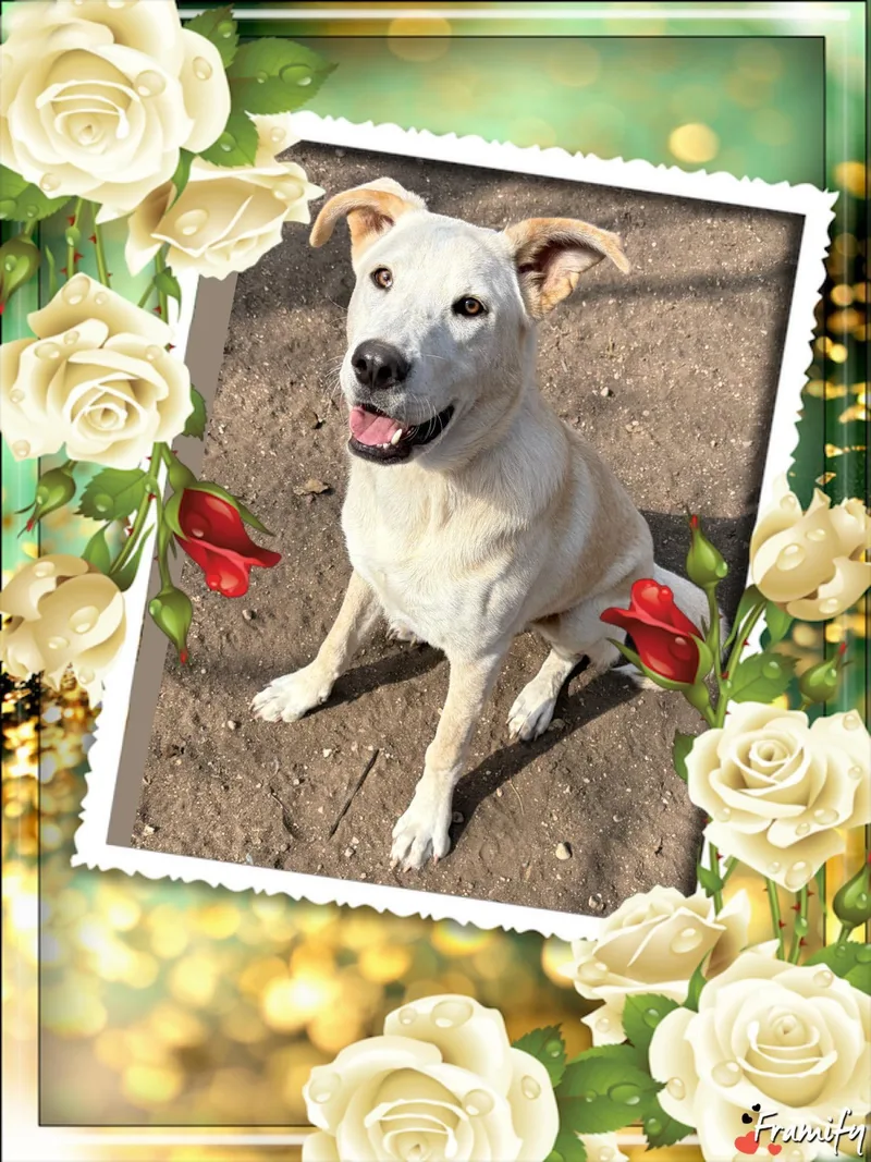 A baby large-sized male Yellow / Tan / Blond / Fawn Labrador Retriever dog named Roo for adoption in San Antonio, TX