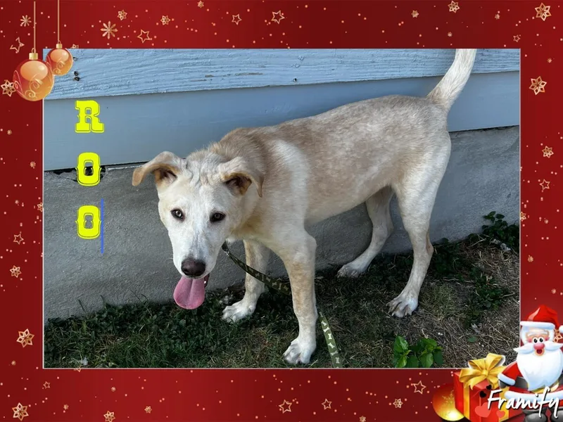 Roo thumbnail 2