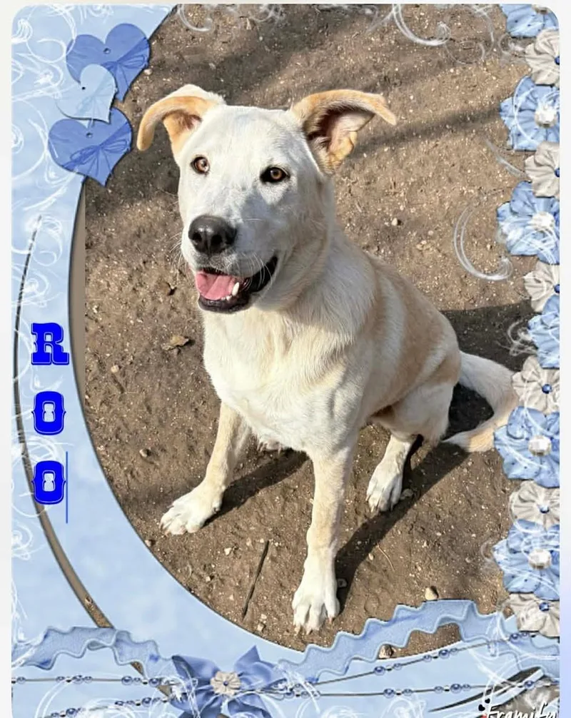 Roo thumbnail 4