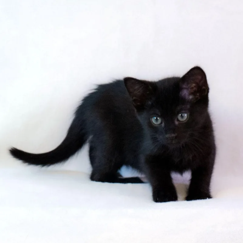 A baby medium-sized male Black Domestic Short Hair cat named Coupé for adoption in Tulsa, OK