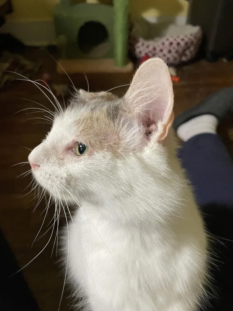 Nala