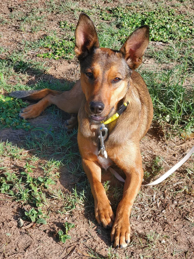 A young medium-sized female Bicolor Shepherd dog named Kenya for adoption in Snyder, TX