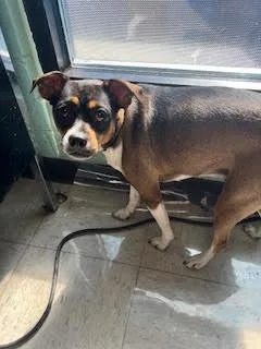 A young medium-sized male Chihuahua dog named Coco for adoption in Chickamauga , GA