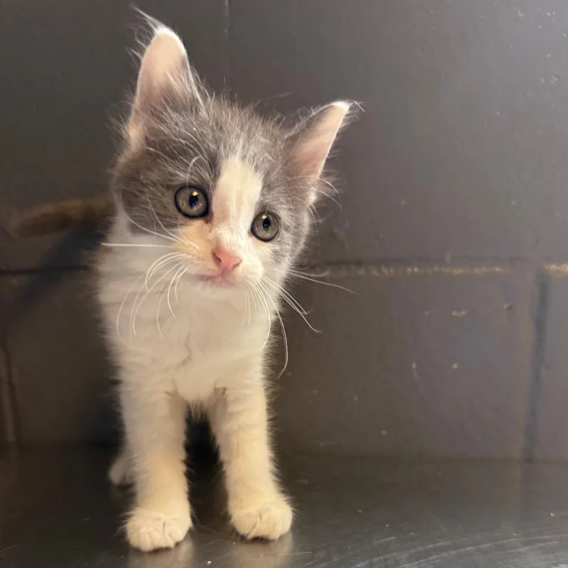 TUSCStray