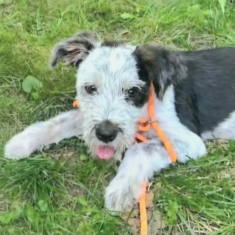 A baby small-sized male Black Border Collie dog named Pancake for adoption in Livonia, MI