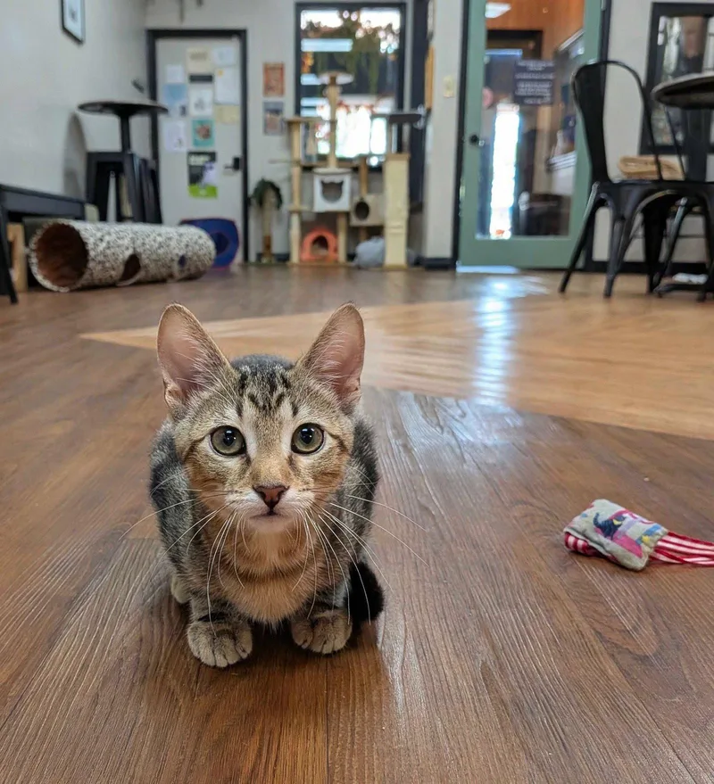 A young medium-sized male Domestic Short Hair cat named Saturn for adoption in Lake Saint Louis, MO