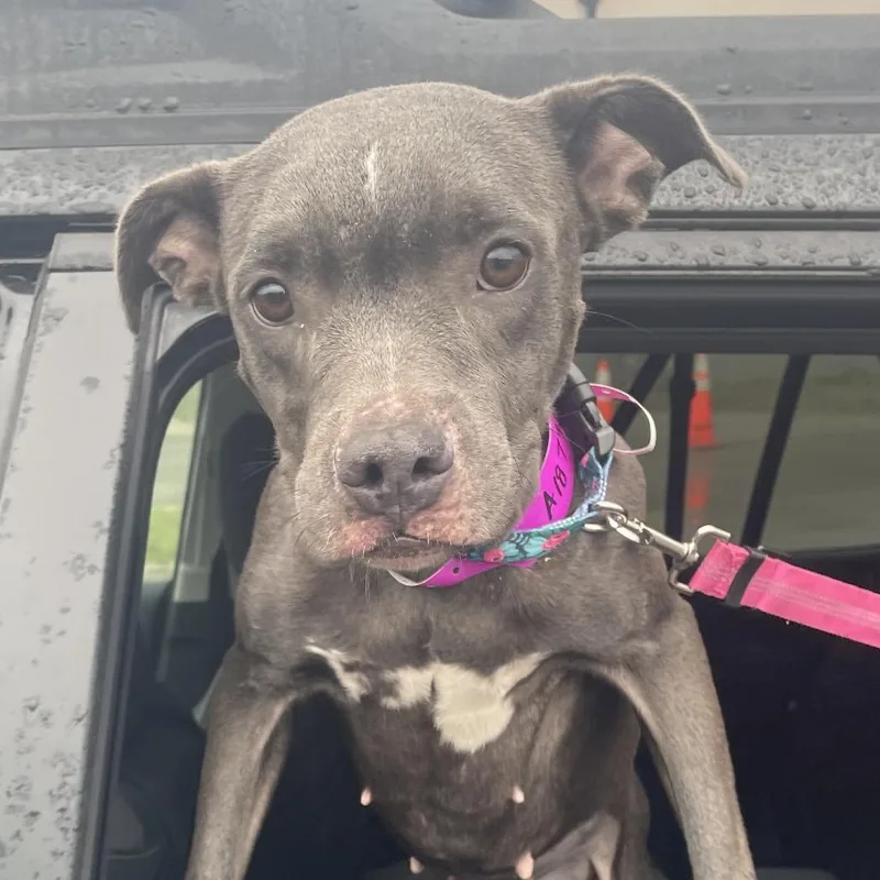 An adult medium-sized female Gray / Blue / Silver American Staffordshire Terrier dog named Gidget for adoption in Northville, MI