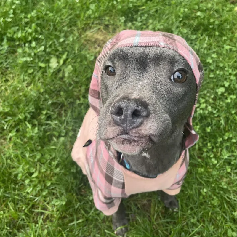 Gidget thumbnail 2