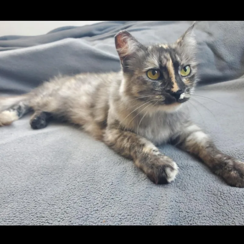 Sophie