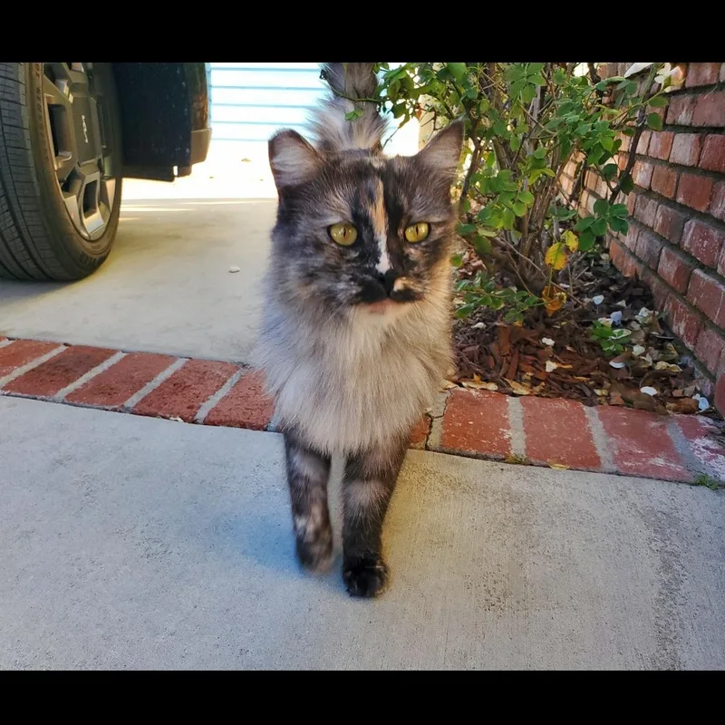 Sophie thumbnail 3