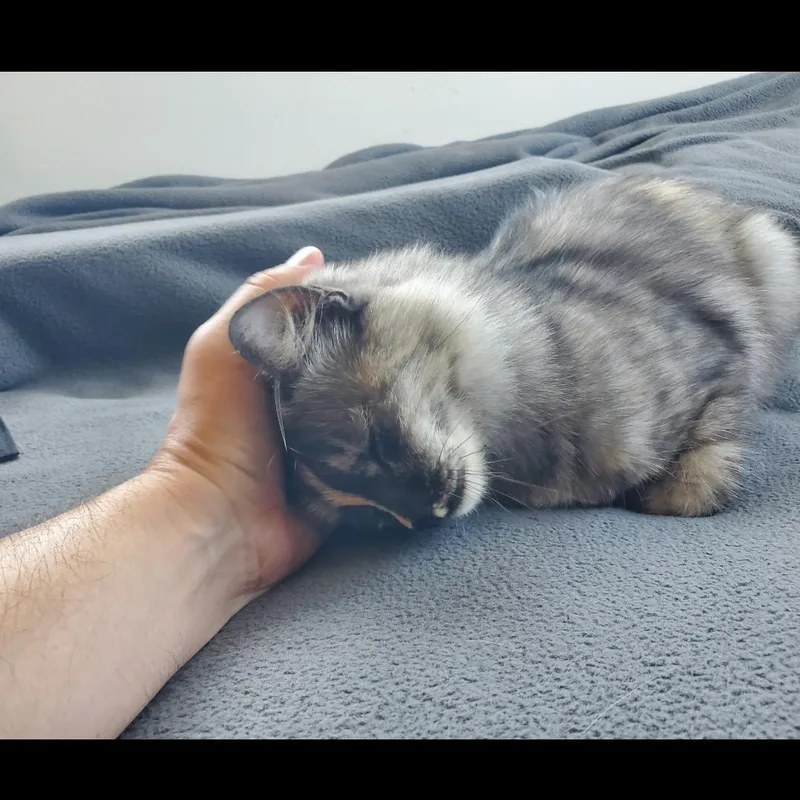 Sophie thumbnail 6