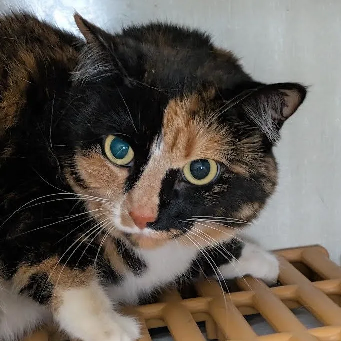 An adult medium-sized female Calico American Shorthair cat named Tilly for adoption in Blue Earth, MN