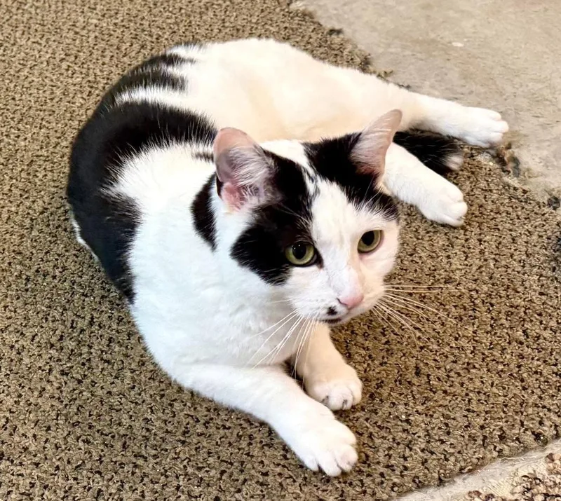 A young medium-sized female Black & White / Tuxedo Domestic Short Hair cat named Dee Dee for adoption in Lemoyne, PA