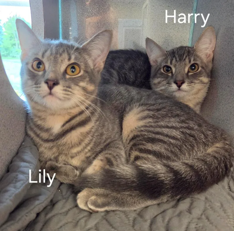Lily thumbnail 2