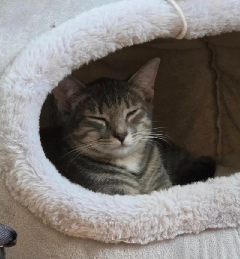 Lily thumbnail 3