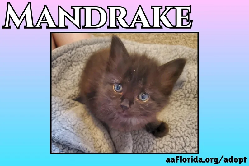 A young medium-sized female Black Domestic Medium Hair cat named Mandrake for adoption in Pensacola, FL