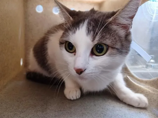 An adult medium-sized female Domestic Short Hair cat named Chicolita for adoption in Lancaster, CA