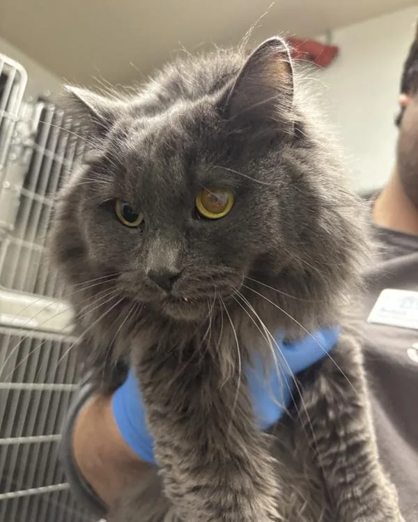 Magnolia thumbnail 2