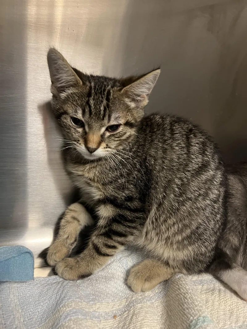 A baby small-sized female Domestic Short Hair cat named Athens for adoption in Chico, CA