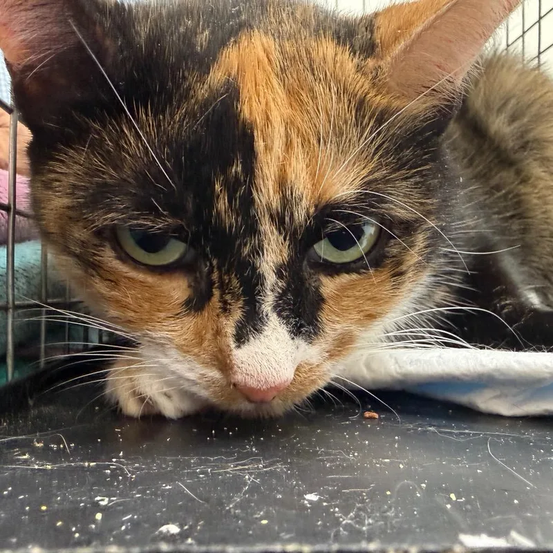 An adult medium-sized female Tortoiseshell Domestic Short Hair cat named Debbie for adoption in Howard beach, NY