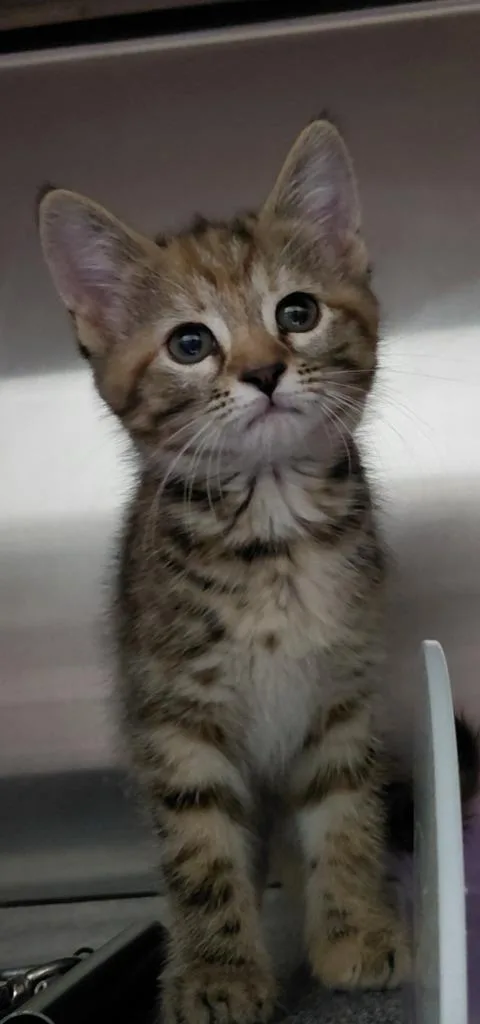 A baby small-sized female Domestic Short Hair cat named Madison for adoption in Henderson, NC